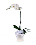 Delicate Orchid