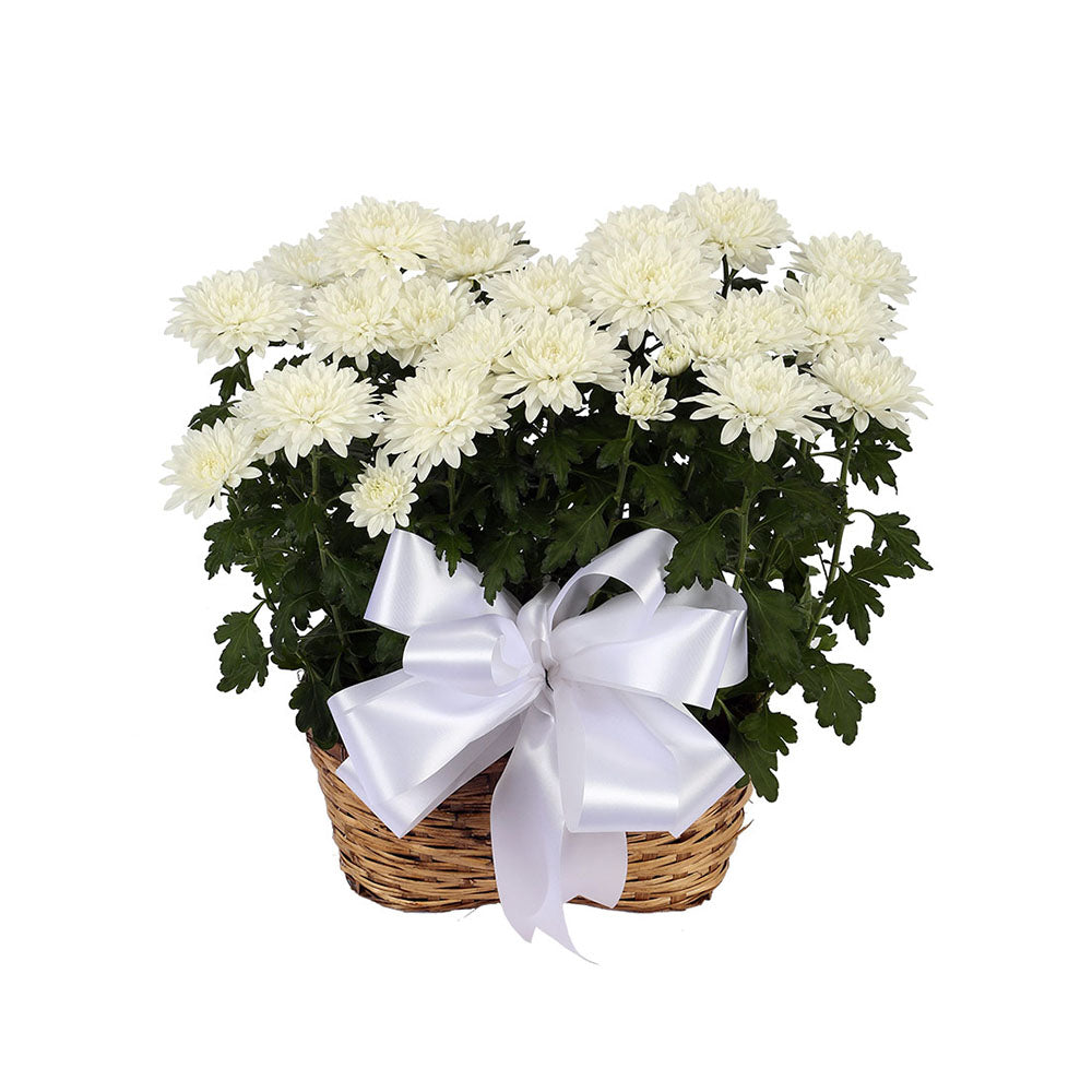 Mum Plant Double