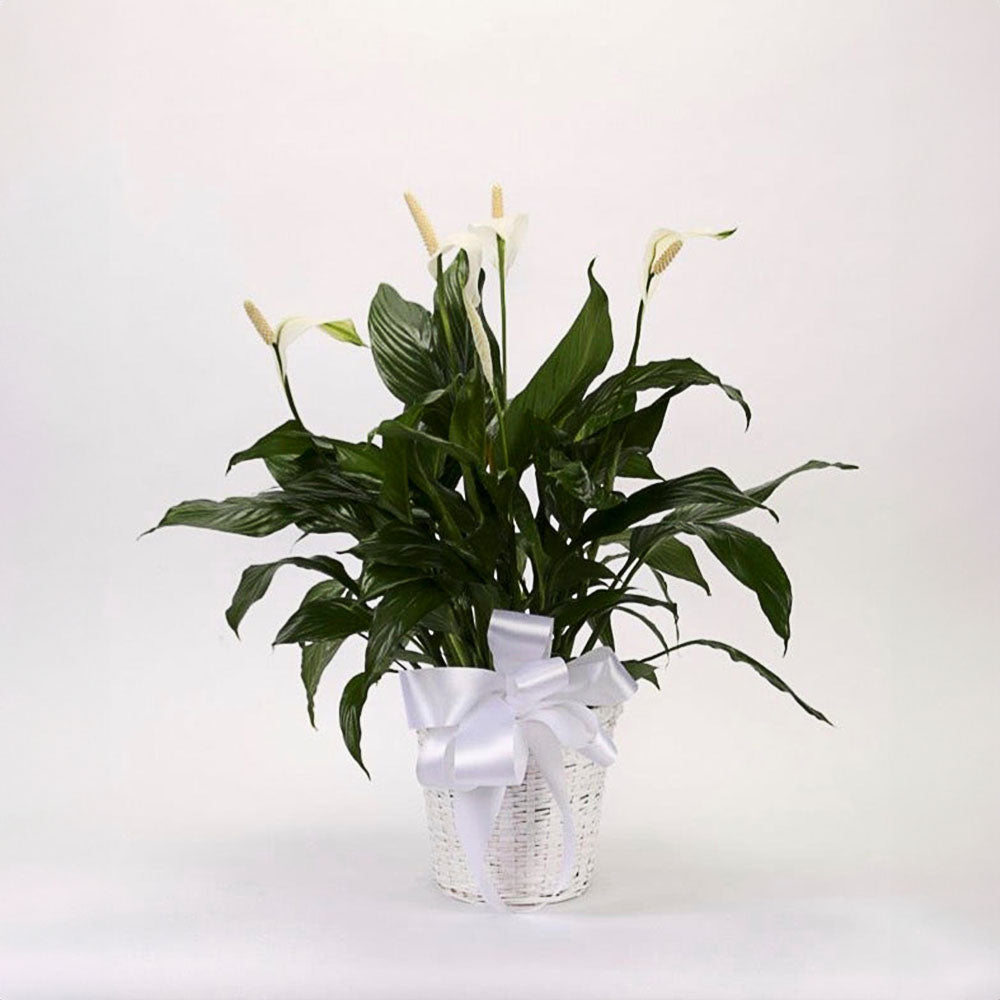Peace Lily